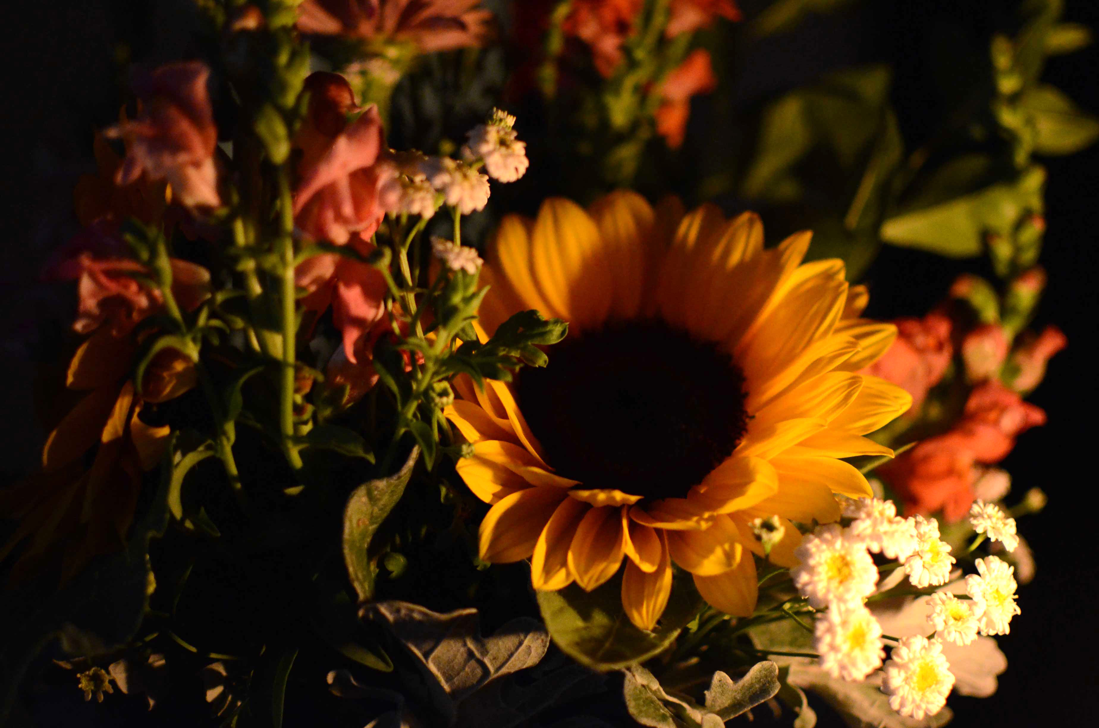 Image of chiaroscuro-like lit flowers