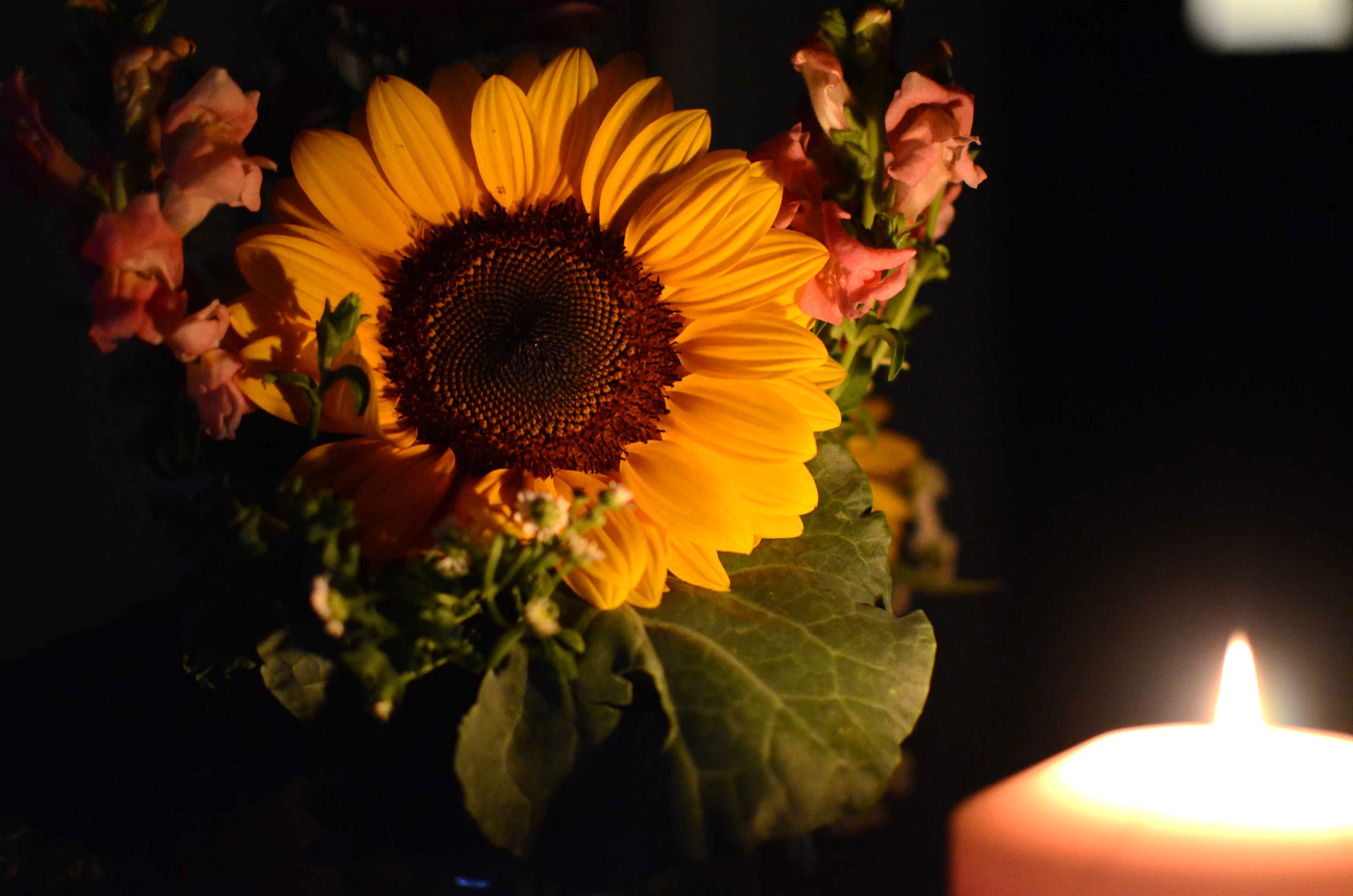 Flowers lit in chiaroscuro lighting.